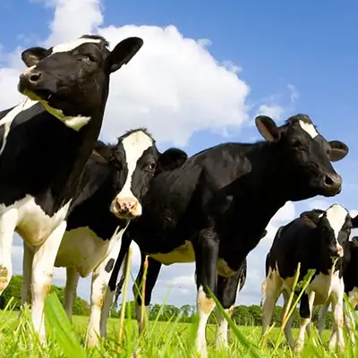 Piezas técnicas de goma para veterinaria